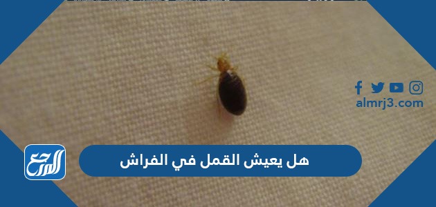 هل يعيش القمل في الفراش