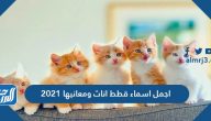 اسماء قطط اناث ومعانيها