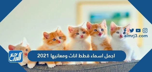 اجمل اسماء قطط اناث ومعانيها 2021
