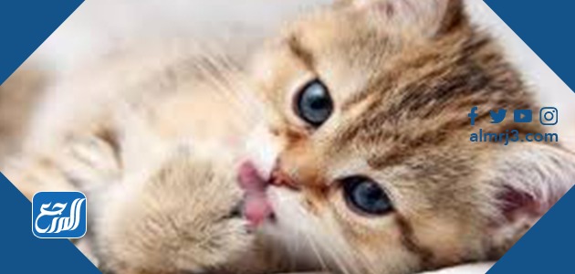 اجمل اسماء قطط اناث فرعونية ومعانيها