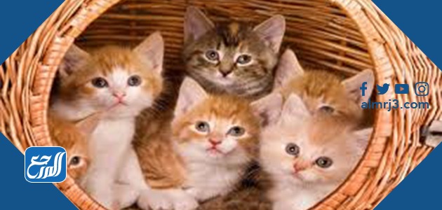 اجمل اسماء قطط اناث ومعانيها 2021