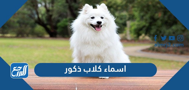 اسماء كلاب ذكور