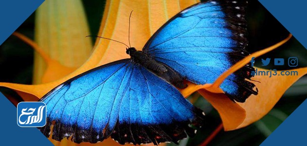 الفراشة الزرقاء مورفو