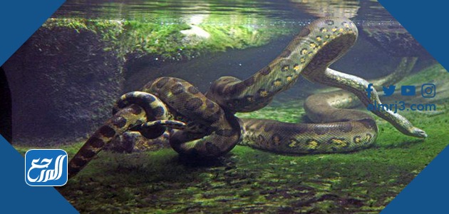 حيوانات تعيش في الغابة