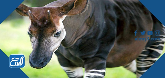 حيوانات تعيش في الغابة