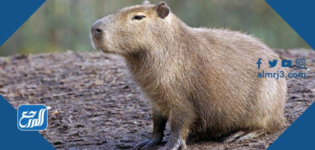 حيوانات تعيش في الغابة