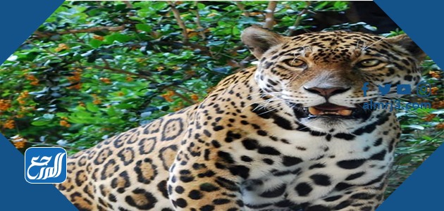 حيوانات تعيش في الغابة وفي الصحراء مع الصور النمر الهندي