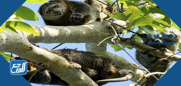 دب سولاويسي كسكس