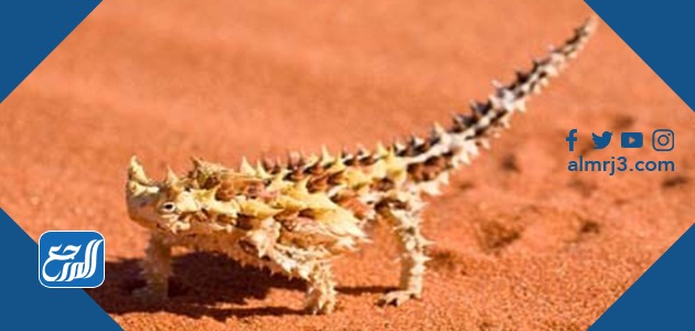 سحلية الشيطان الشائك