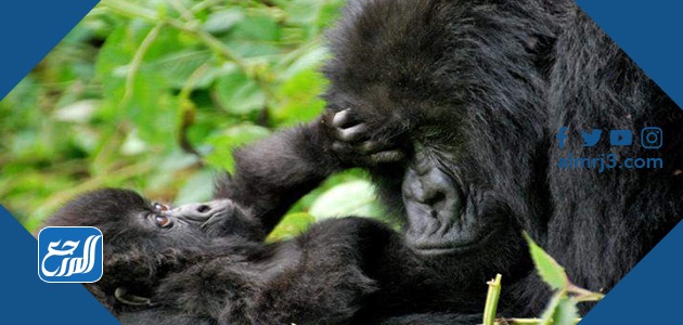 حيوانات تعيش في الغابة