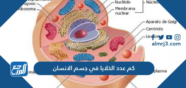 كم عدد الخلايا في جسم الانسان