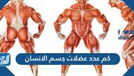 كم عدد عضلات جسم الانسان؟ وما هي أنواعها ووظائفها؟