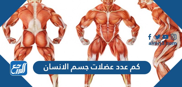 توجد العضلات الملساء في