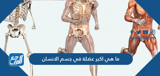 ما هي اكبر عضلة في جسم الانسان