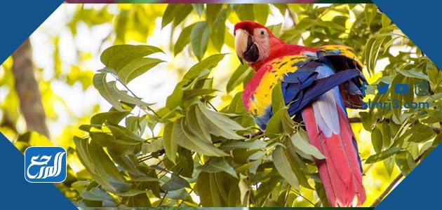 مكاو ذو اللون القرمزي