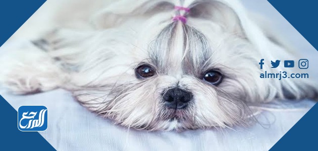 انواع الكلابُ الصغيرة