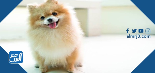 انواع الكّلاب الصغِيرة