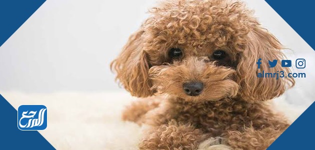 انْواع الكِلاب الصَّغيرة