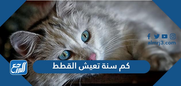 كم سنة تعيش القطط كم سنة تعيش القطط