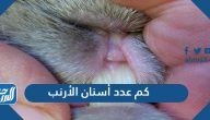 كم عدد أسنان الأرنب