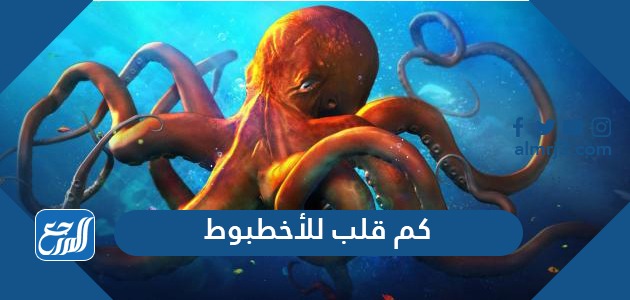 كم قلب للأخطبوط كم قلب للأخطبوط