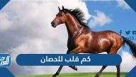 كم قلب للحصان