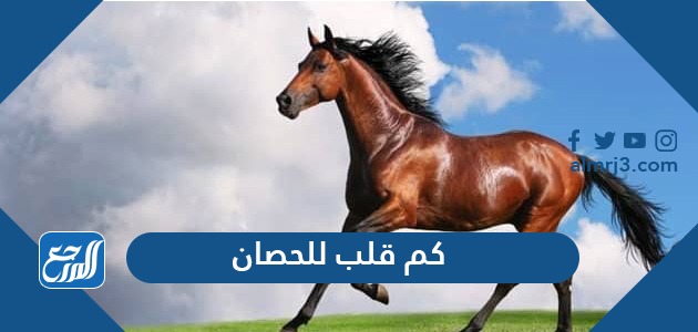 كم قلب للحصان