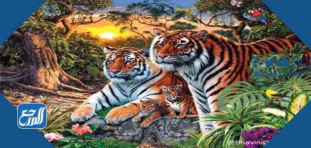 لغز كم نمر بالصوره