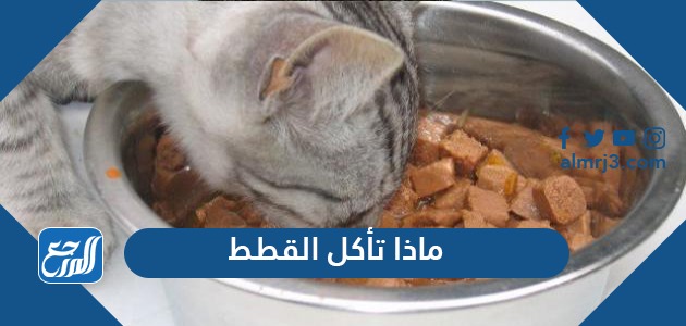 ماذا تأكل القطط