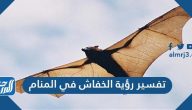 تفسير رؤية الخفاش في المنام لابن سيرين وابن شاهين والنابلسي والإمام الصادق