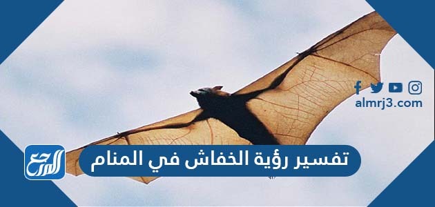 تفسير رؤية الخفاش في المنام