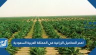 أهم المحاصيل الزراعية في المملكة العربية السعودية