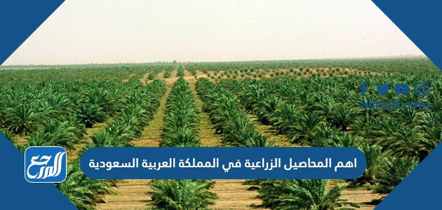 أهم المحاصيل الزراعية في المملكة العربية السعودية