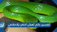 تفسير حلم ثعبان اخضر يلاحقني للعزباء والمتزوجة والمطلقة والحامل والرجل والشاب