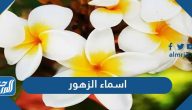 اسماء الزهور النادرة بالعربي والانجليزي ومعانيها بالصور