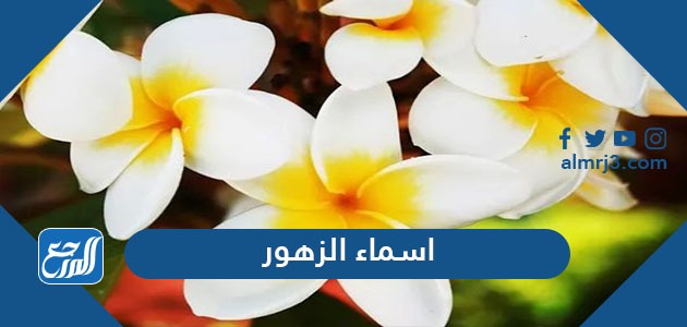 اسماء الزهور النادرة بالعربي والانجليزي ومعانيها بالصور