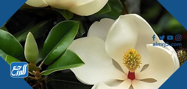 اسماء الزهور النادرة بالعربي والانجليزي ومعانيها بالصور