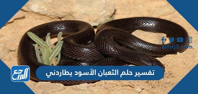 تفسير حلم الثعبان الأسود يطاردني