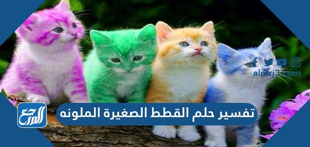 تفسير حلم القطط الصغيرة الملونه