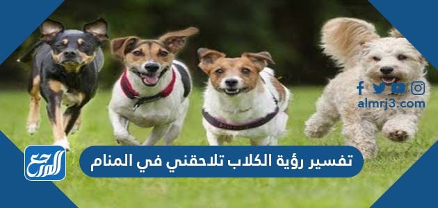 تفسير رؤية الكلاب تلاحقني في المنام
