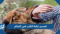 تفسير عضة الكلب في المنام لابن سيرين والنابلسي وابن شاهين والصادق