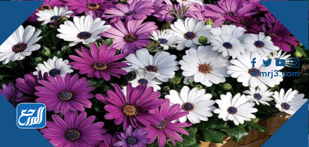 زهرة الأقحوان