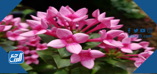 زهرة بوفارديا المزدوجة