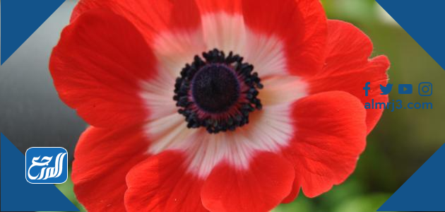 زهرة شقائق النعمان