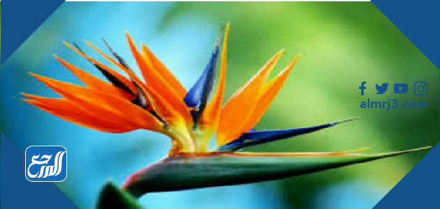 زهرة عصفور الجنة