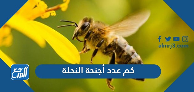 كم عدد أجنحة النحلة