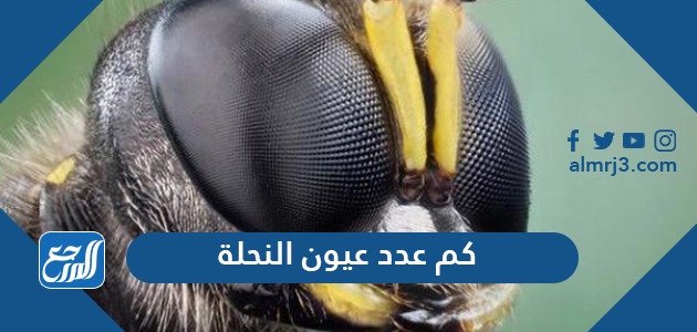 كم عدد عيون النحلة