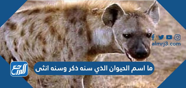 ما اسم الحيوان الذي سنه ذكر وسنه انثى