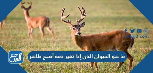 الحيوان الذي اذا تغير دمه اصبح طاهر