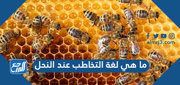 ما هي لغة التخاطب عند النحل